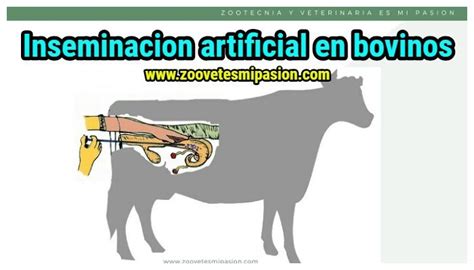 En que consiste la inseminacion artificial en animales Incluye VÍDEO