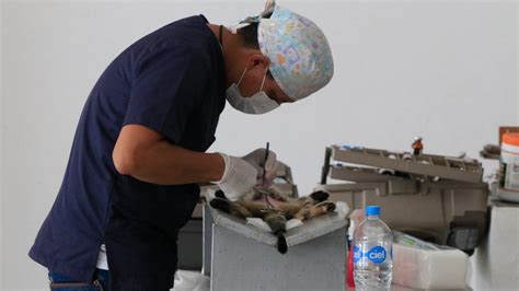 Prepara San Martín Texmelucan macro jornada de esterilización