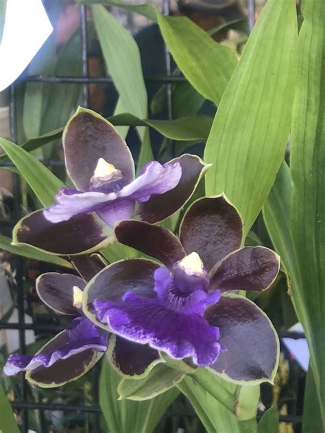 Zygopetalum Debbie De Mello ‘honolulu Baby Plants Orchids Debbie