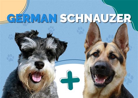 Dachshund German Shepherd Mix Info Pictures Temperament And Traits