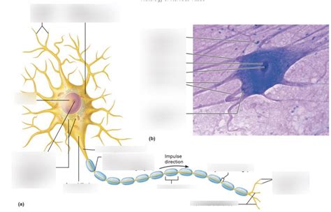 Diagram Of Neuron Diagram Quizlet