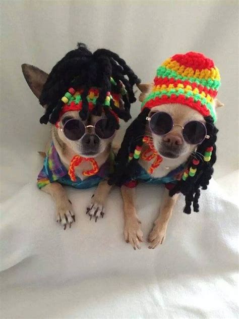 Chihuahua Costume Ideas - Pets Lovers