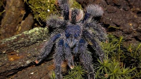 Avicularia Juruensis Tarantula Farm