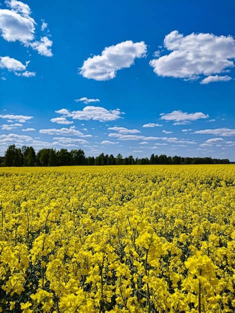 Um campo de flores amarelas um céu azul ao fundo Foto Premium