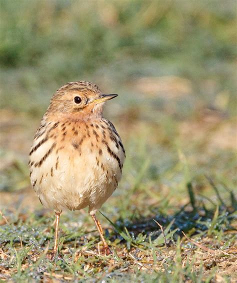 My First Red Throated Pipit Of The Autumn Simons Birding Blog