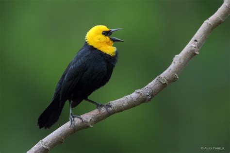 Monjita Cabeciamarillayellow Hooded Blackbirdchrysomus Icterocephalus