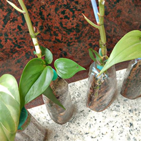 Money Plant Propagation Your Complete Guide To Multiplying Your Plants