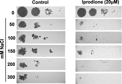 Spot Assay Under Osmotic Stress Before And After Treatment With