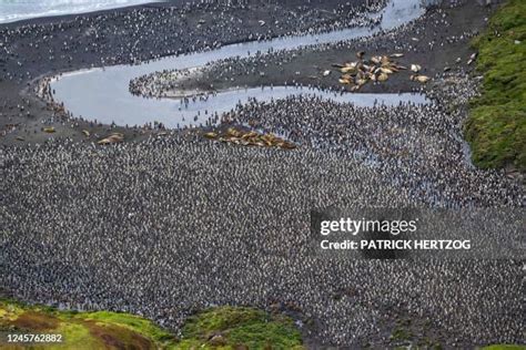 Crozet Island Photos and Premium High Res Pictures - Getty Images