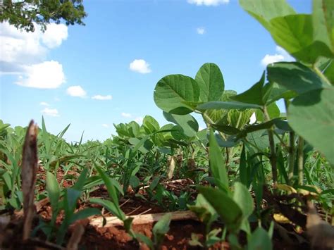 O Crescente Uso De Biodefensivos No Brasil Mixtura Equipamentos