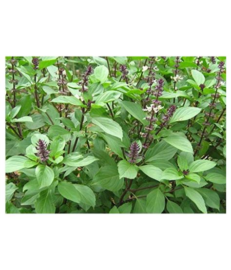 Kapebonavista Thai Basil Kama Kasturi Living Plant Raw Herbs 1 No S