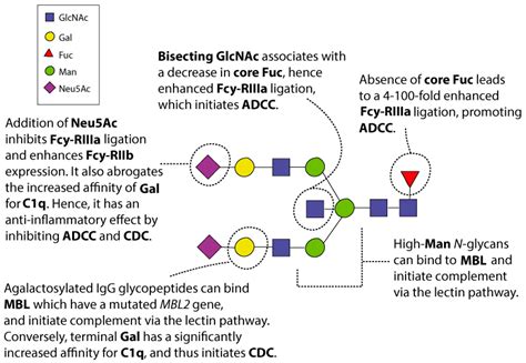 Ijms Free Full Text Unravelling Immunoglobulin G Fc N Glycosylation