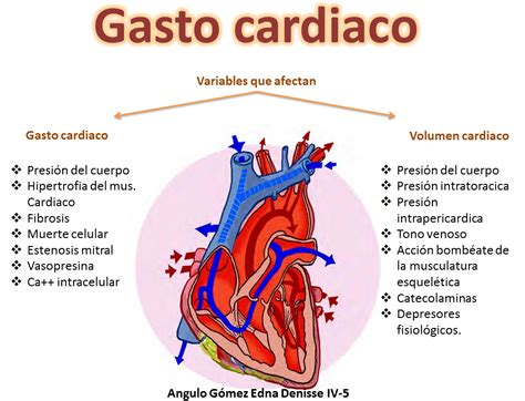 Portafolio de evidencia de la materia de fisiología básica Esquema de