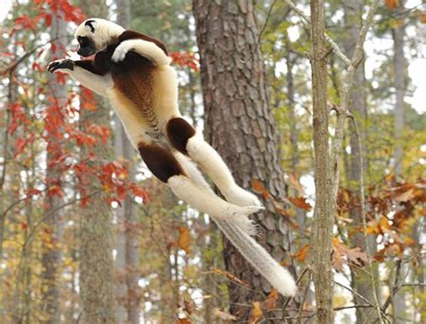 Media invited to lemur research, conservation symposium at Duke | Duke ...