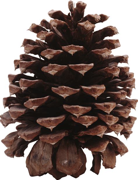 Dark Pine Cone Transparent PNG StickPNG