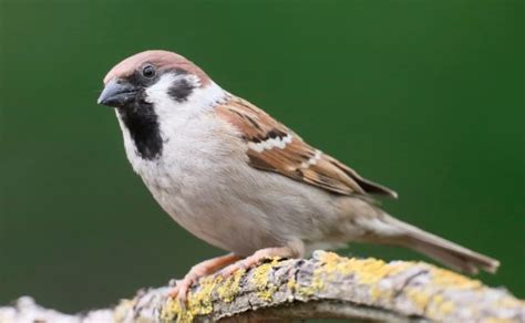 Small Birds in the UK - Binocular Base