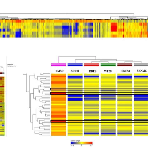 Mirna Expression Microarray A Heat Map Of Genome Wide Mirna Download Scientific Diagram