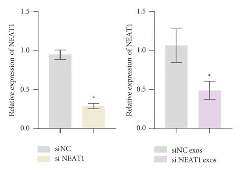 Hb Derived Exosomal Lncrna Neat Promoted Bmscs Differentiation Toward