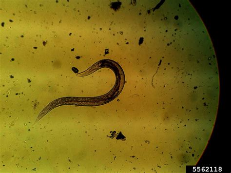 Southern Root Knot Nematode Meloidogyne Incognita