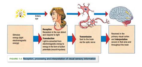 Diagram Of Psych Chapter Sensation And Perception Quizlet