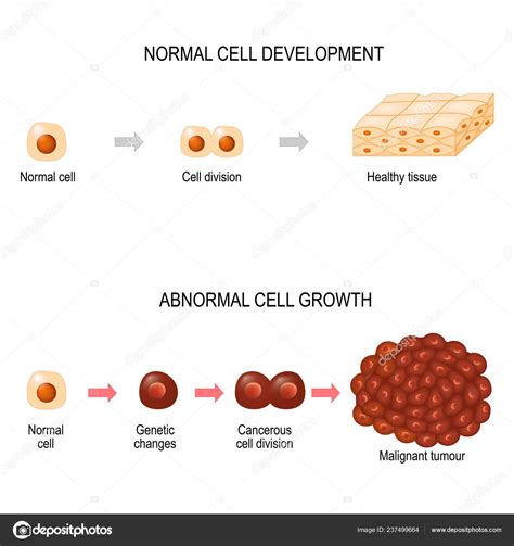 Cancer Cells And Normal Cells Diagram