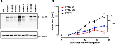 Characterization Of Eo771ny By 1 Transfectant Clones Eo771ny Br 1