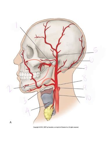 Arteries And Veins Diagrams Flashcards Quizlet