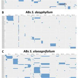 Graphical Genotypes Of Advanced Backcross ABs Lines Of S Insanum A