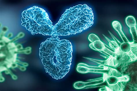 Antibodies To Common Cold Coronaviruses Do Not Protect Against Sars Cov