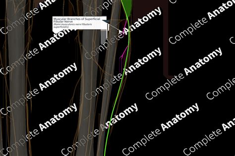 Muscular Branches of Superficial Fibular Nerve (Right) | Complete Anatomy