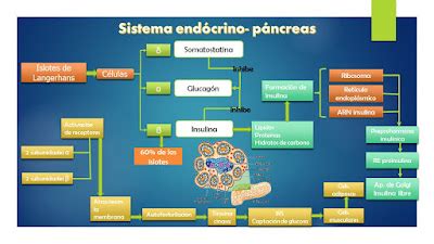 Fisiología Básica Sistema Endócrino Páncreas