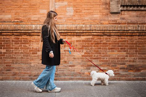 Pasear Un Perro Claves Y Beneficios Para Tu Peludo Manchas