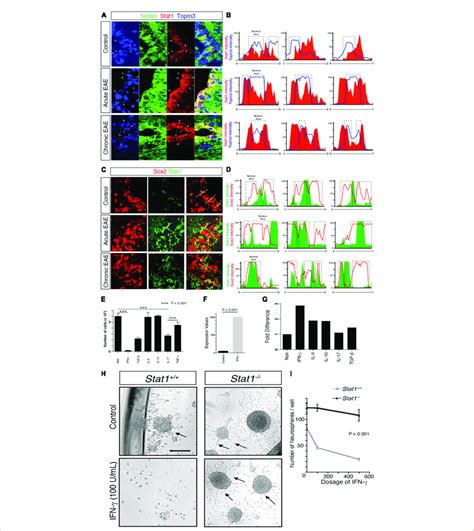 Increased Stat Mediates Ifn Alteration Of Self Renewal In Nscs A