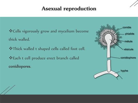 Introduction Classification Modes Of Reproduction Of Aspergillus