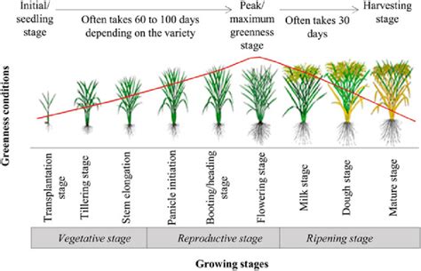 1 Rice Crop Growth Stages Download Scientific Diagram