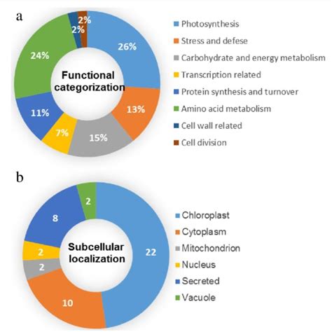 Functional Categorization And Subcellular Localization Of The