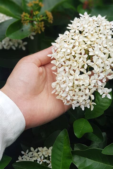 Jasmine Flower