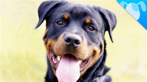 Aprender Sobre Imagem Tudo Sobre A Ra A Rottweiler Br