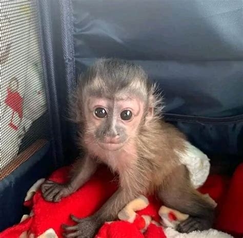 Best Black Capuchin Monkey For Sale Canada And USA