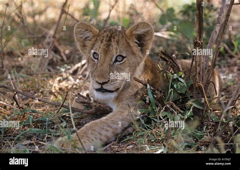 African Lion Cub Panthera Leo Stock Photo Alamy