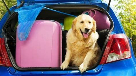 C Mo Transportar Un Perro En El Coche Consejos De Viaje