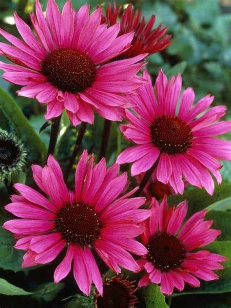 3 Echinacea Purpurea Fatal Attraction Zonnehoed Bol