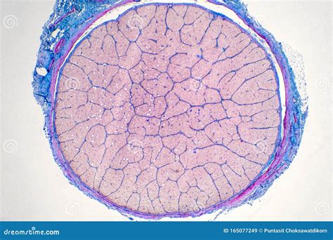 Human Eye Nerve Under the Microscope View Stock Illustration ...