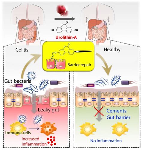 Metabolite Urolithin A Uroa Produced By Gut Microbiota From Berries