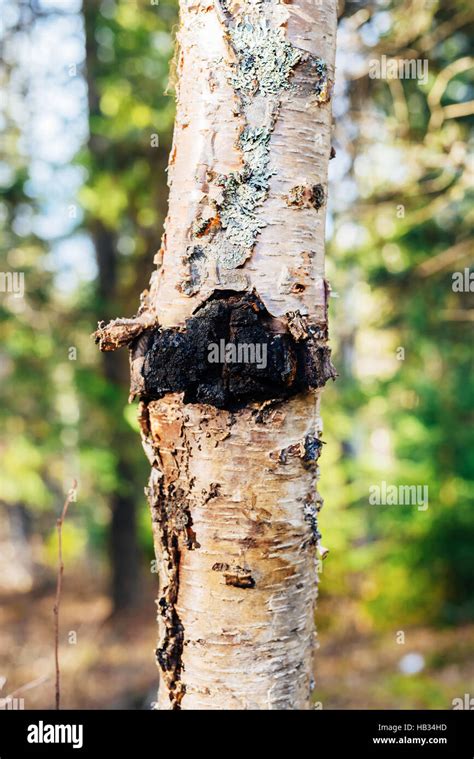 Chaga Mushroom Inonotus Obliquus Growing On A Paper Birch Tree In