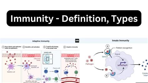 Immunity Definition Types Mechanism Components And Immunization