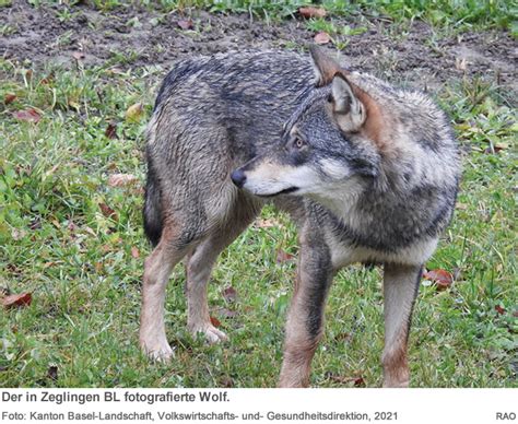 Raonline Edu Wildtiere In Der Schweiz W Lfe Im Basel Landschaft