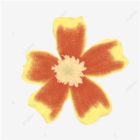 Signet Marigold Marigolds Signet Red PNG Transparent Clipart Image