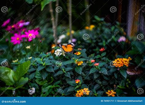 Butterfly stock image. Image of flower, feel, nature - 76901711