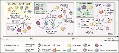 Evolution And Diversity Of Immune Responses During Acute Hiv Infection